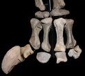 Mounted Diplodocus Front Leg - Awesome Display #35167-4